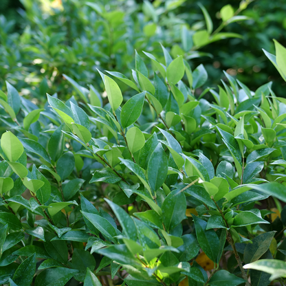 Japanese Privet - KINDLY