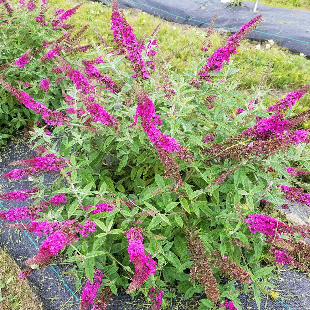 Butterfly bush - LO & BEHOLD RUBY CHIP