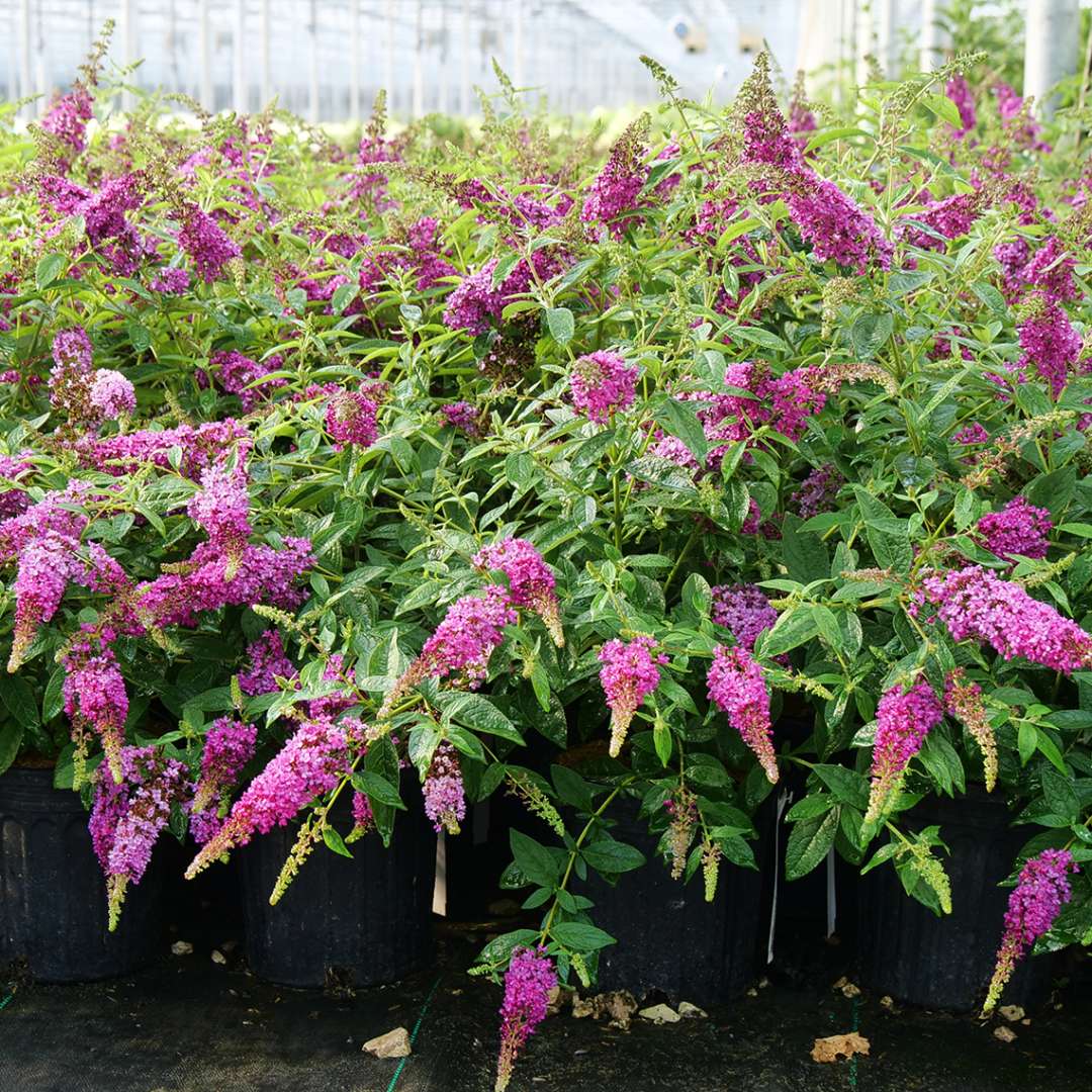 Butterfly bush - LO & BEHOLD RUBY CHIP