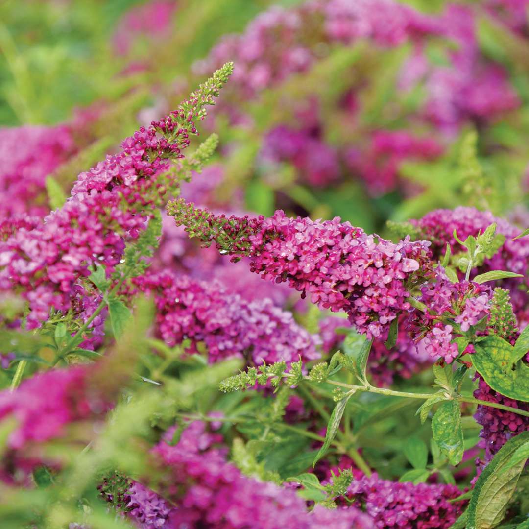 Butterfly bush - LO & BEHOLD RUBY CHIP