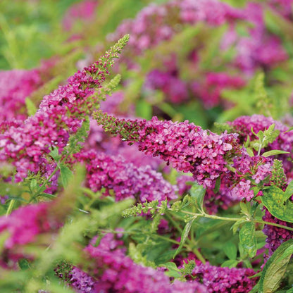 Butterfly bush - LO & BEHOLD RUBY CHIP