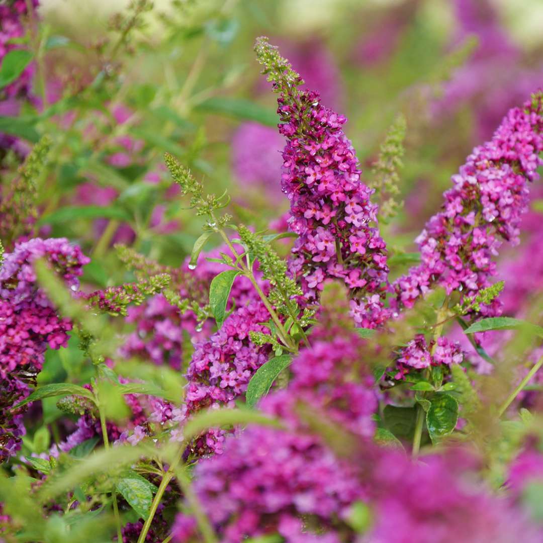 Butterfly bush - LO & BEHOLD RUBY CHIP
