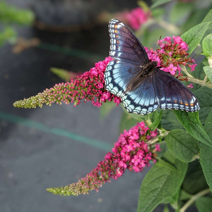 Butterfly bush - LO & BEHOLD RUBY CHIP