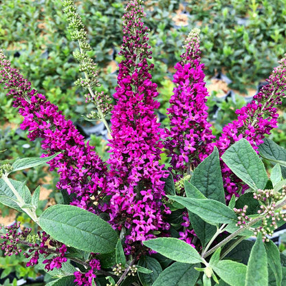 Butterfly bush - LO & BEHOLD RUBY CHIP
