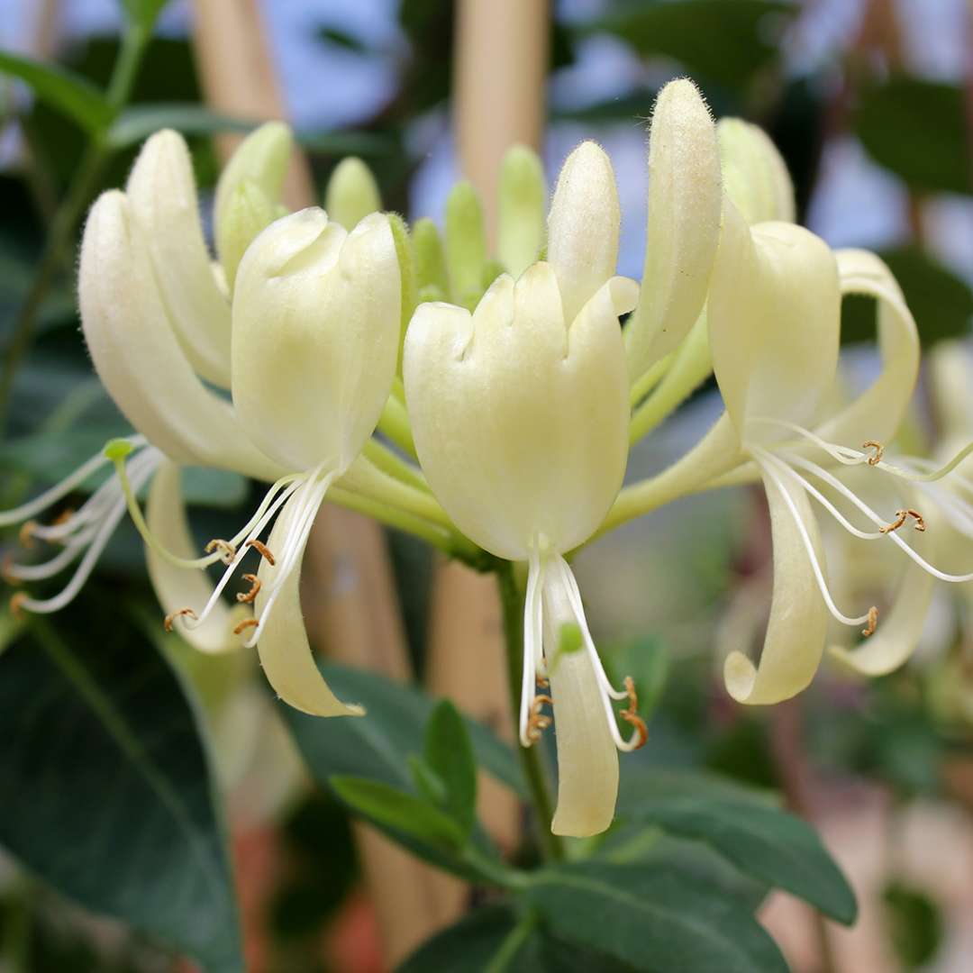 Honeysuckle - Scentsation