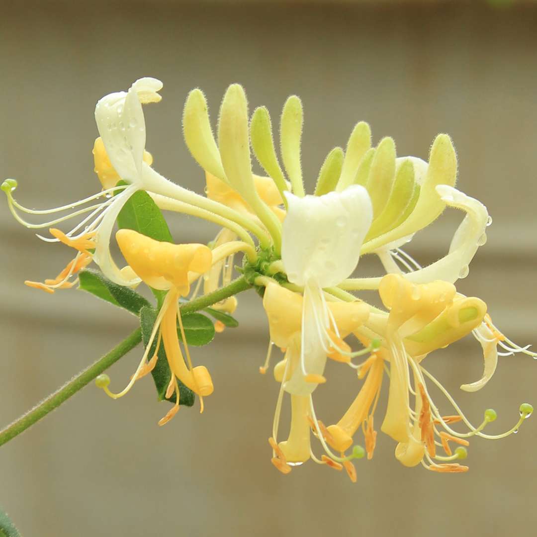 Honeysuckle - Scentsation