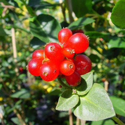 Honeysuckle - Scentsation