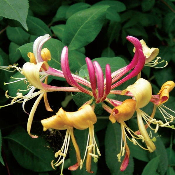 Honeysuckle - Belgica