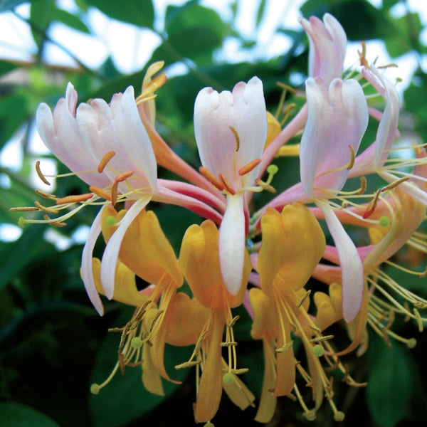 Honeysuckle - Gold Flame
