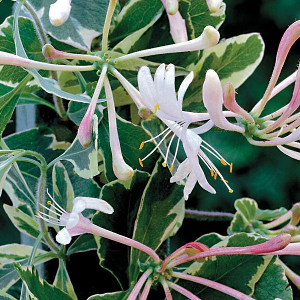 Honeysuckle - Harlequin