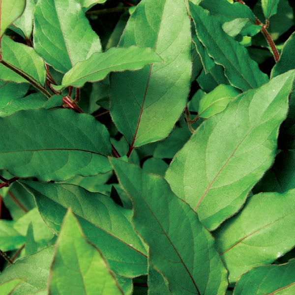Honeysuckle - Purpurea