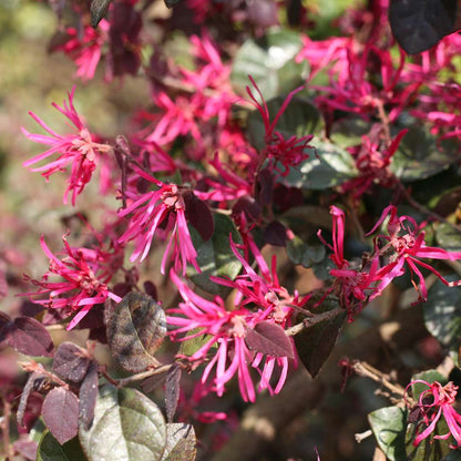Chinese Fringe-flower - JAZZ HANDS BOLD
