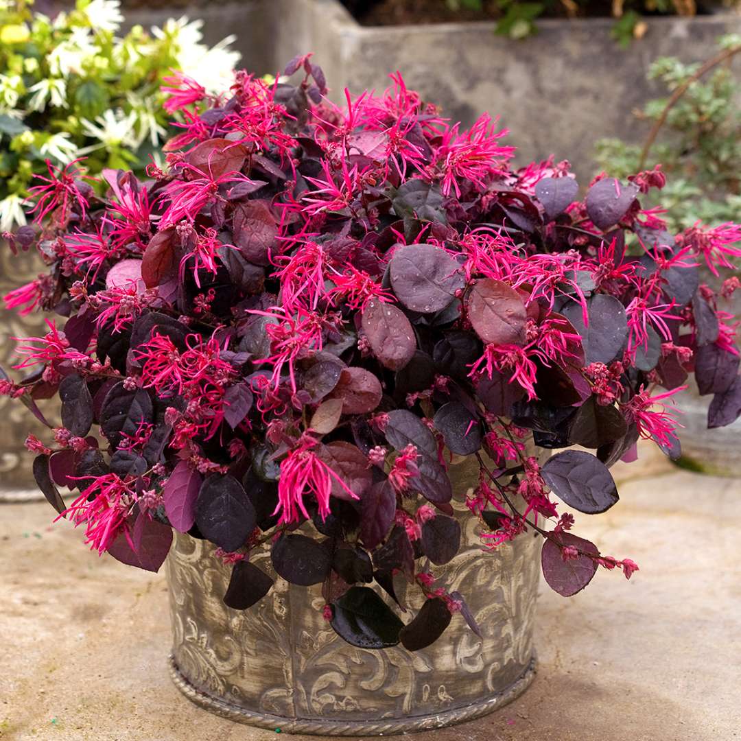 Chinese Fringe-flower - JAZZ HANDS BOLD