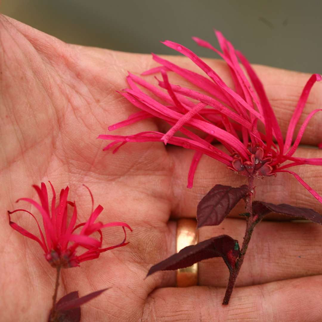 Chinese Fringe-flower - JAZZ HANDS BOLD