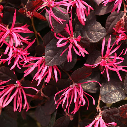 Chinese Fringe-flower - JAZZ HANDS Pink