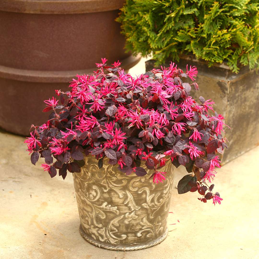 Chinese Fringe-flower - JAZZ HANDS Pink