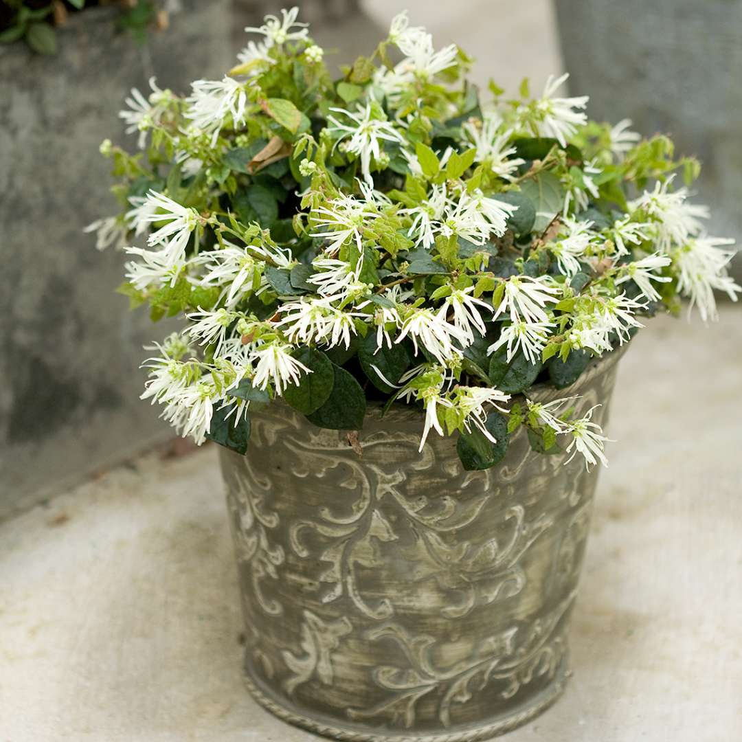 Chinese Fringe-flower - JAZZ HANDS White