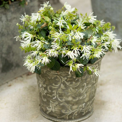 Chinese Fringe-flower - JAZZ HANDS White