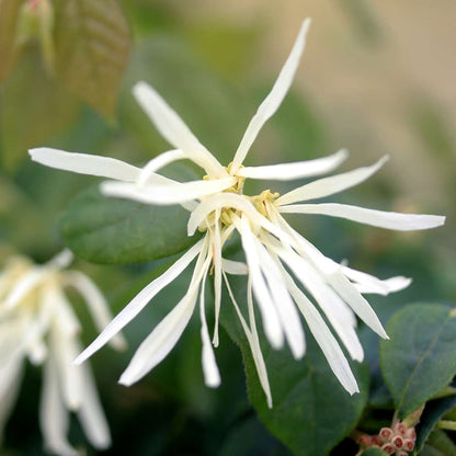 Chinese Fringe-flower - JAZZ HANDS White
