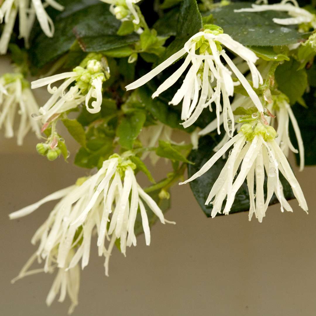 Chinese Fringe-flower - JAZZ HANDS White