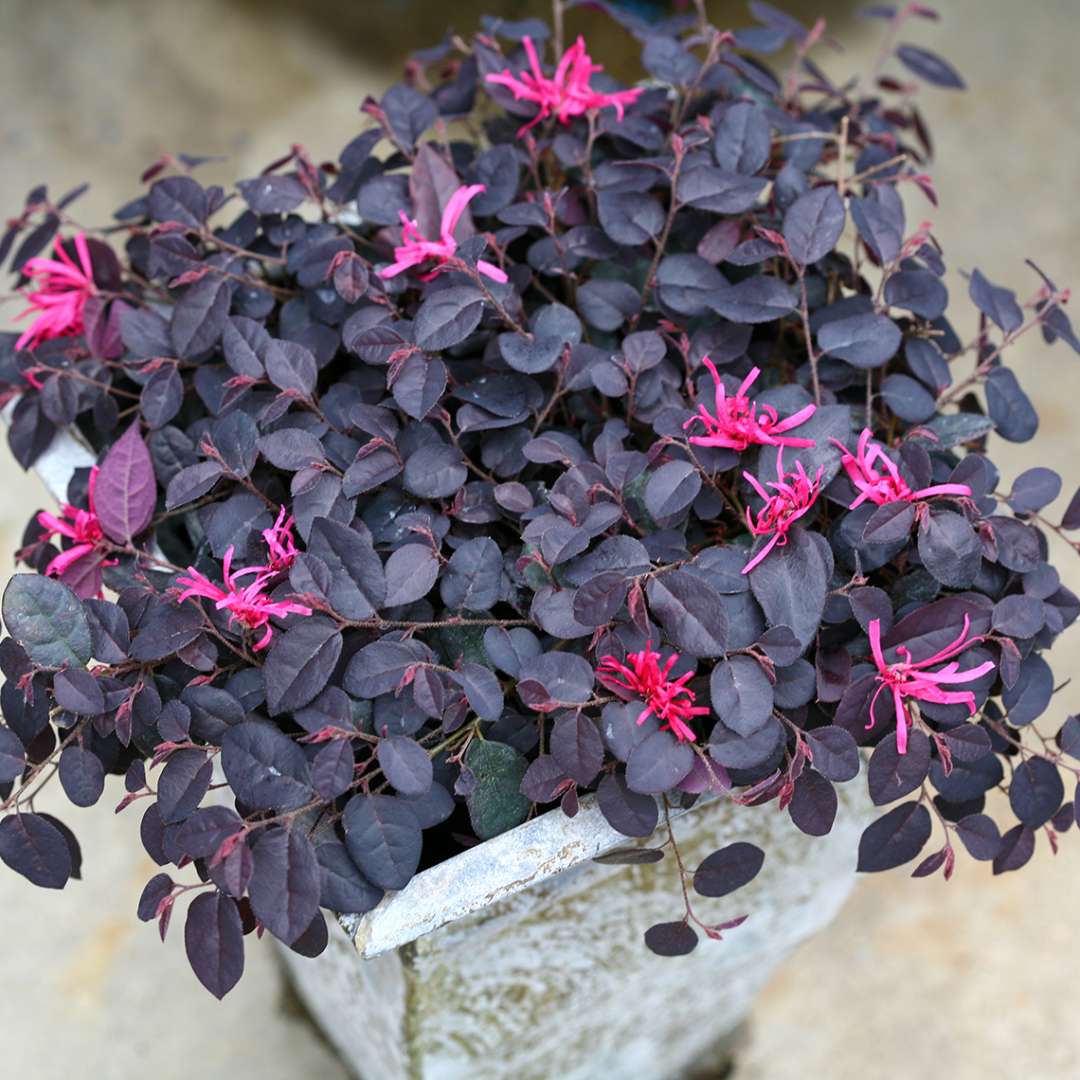 Chinese Fringe-flower - JAZZ HANDS MINI