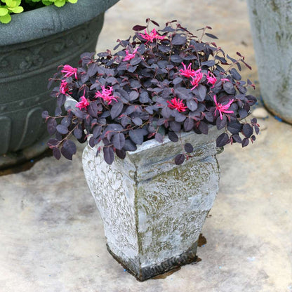 Chinese Fringe-flower - JAZZ HANDS MINI