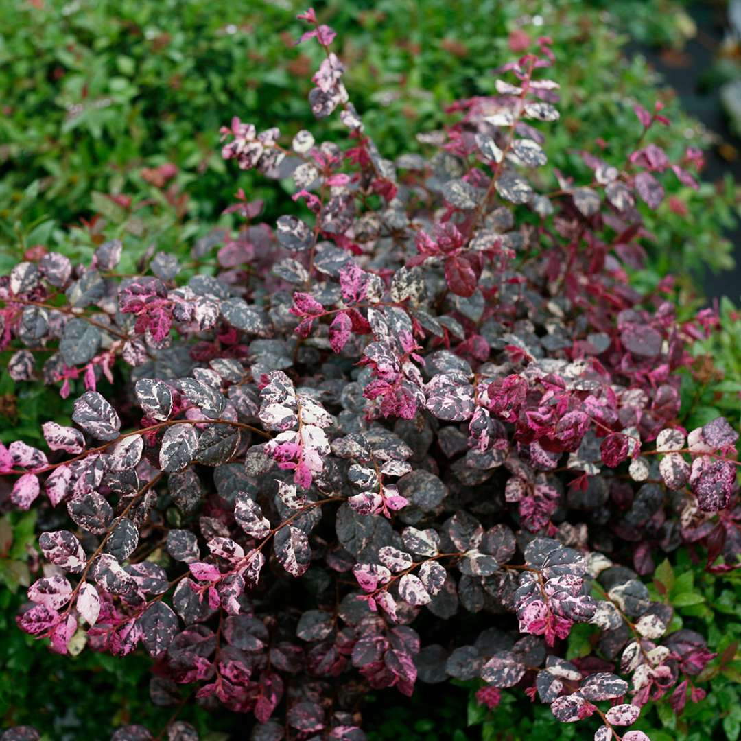 Chinese Fringe-flower - JAZZ HANDS VARIEGATED