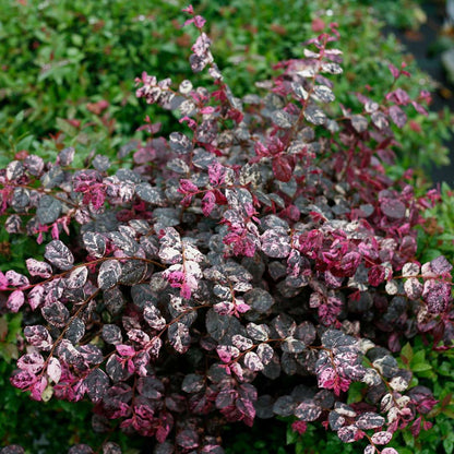 Chinese Fringe-flower - JAZZ HANDS VARIEGATED