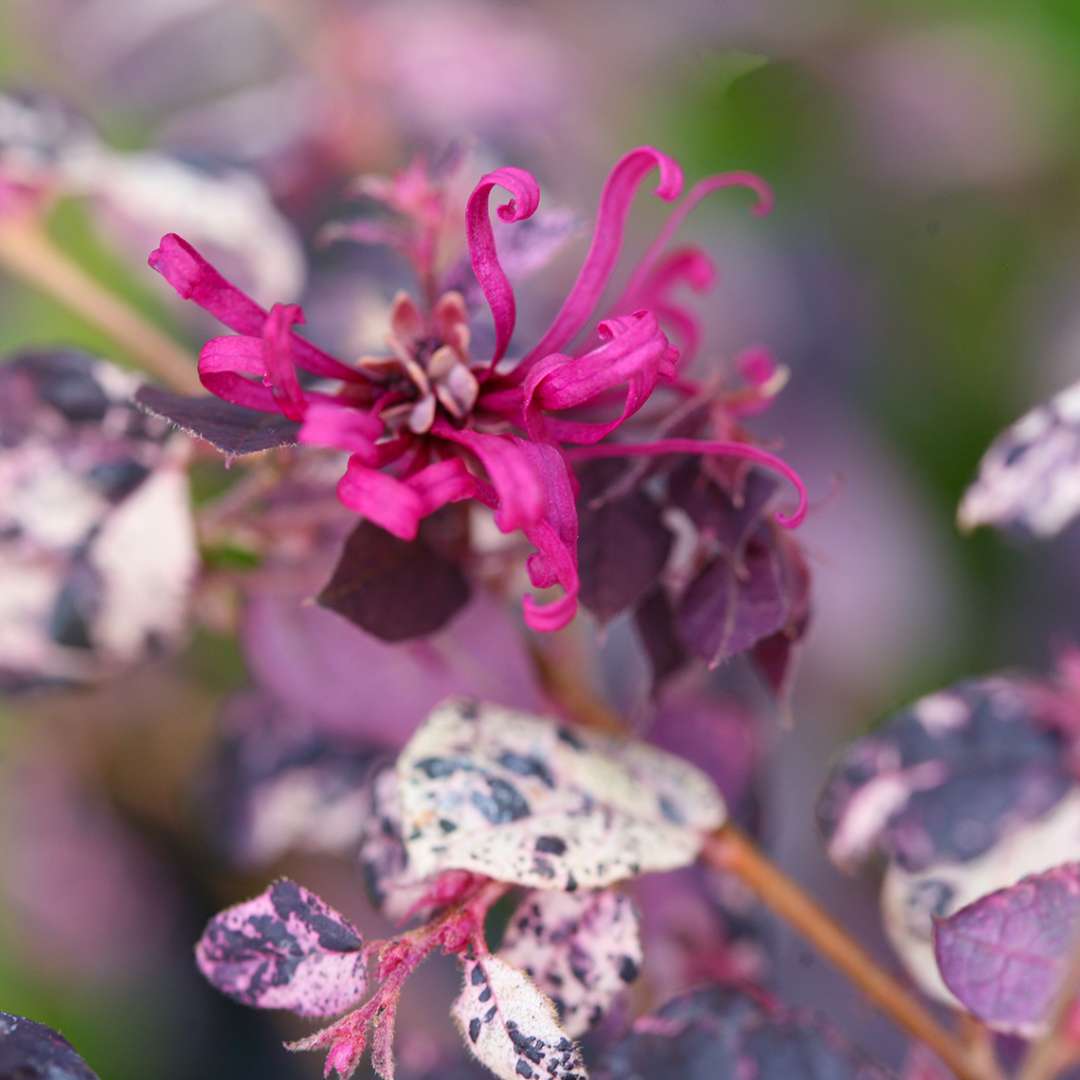 Chinese Fringe-flower - JAZZ HANDS VARIEGATED