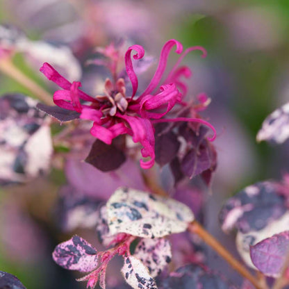 Chinese Fringe-flower - JAZZ HANDS VARIEGATED