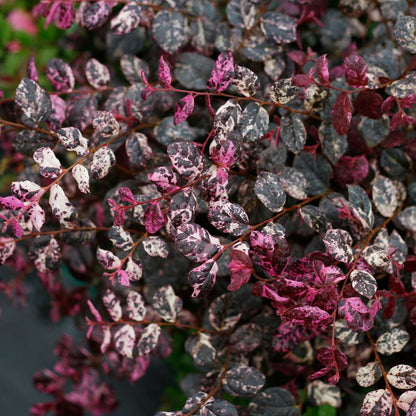 Chinese Fringe-flower - JAZZ HANDS VARIEGATED