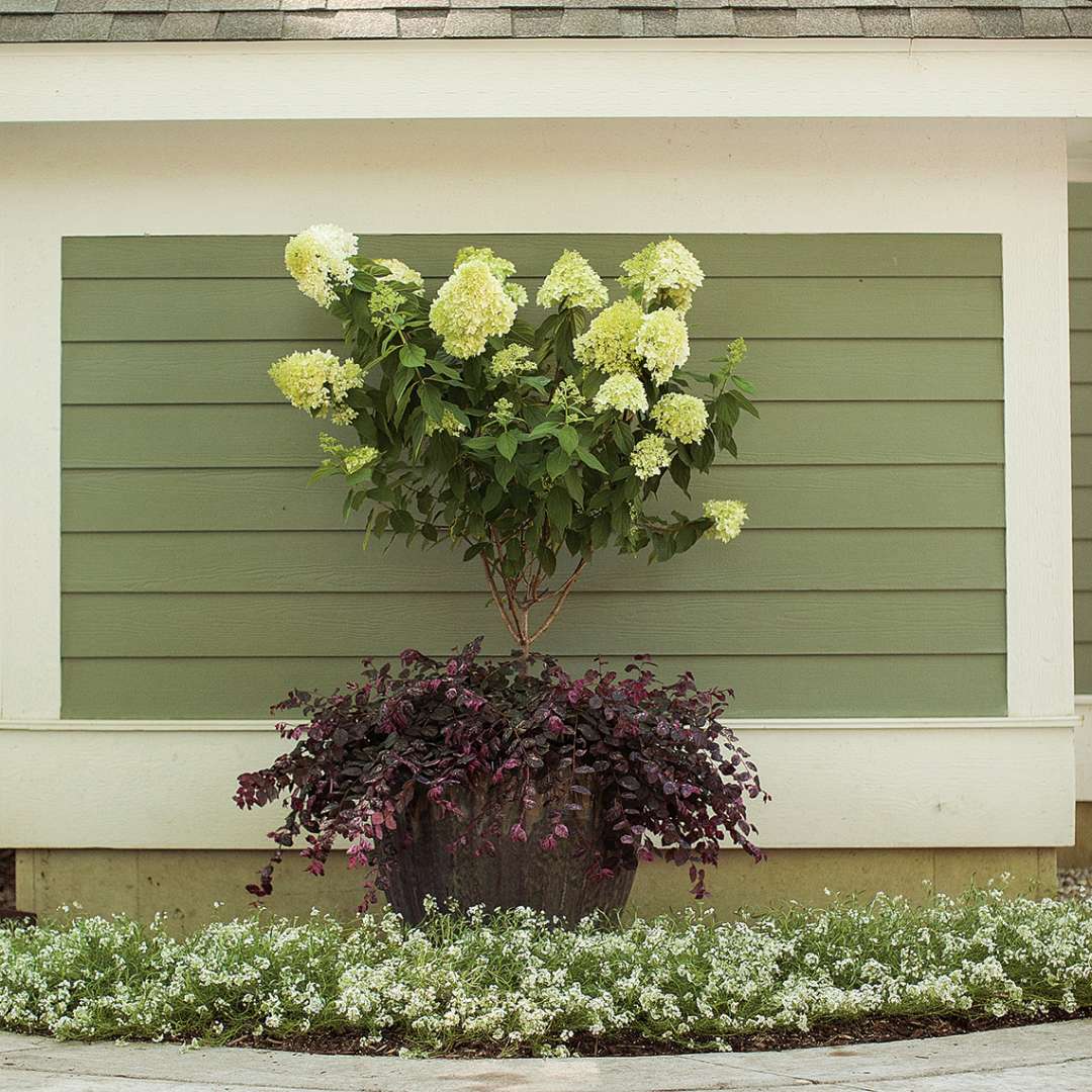 Chinese Fringe-flower - JAZZ HANDS VARIEGATED