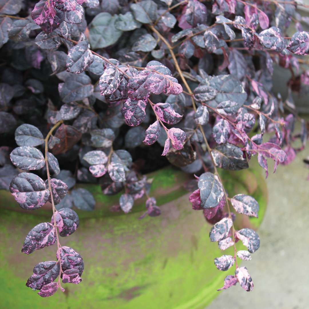 Chinese Fringe-flower - JAZZ HANDS VARIEGATED