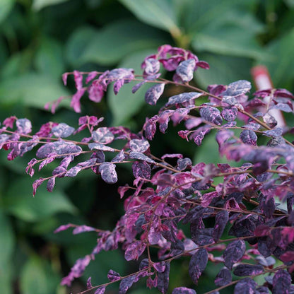 Chinese Fringe-flower - JAZZ HANDS VARIEGATED