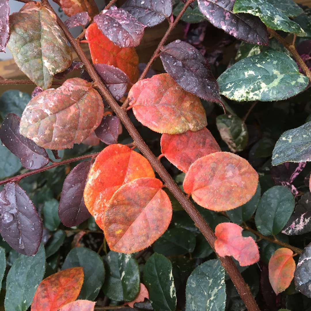 Chinese Fringe-flower - JAZZ HANDS VARIEGATED