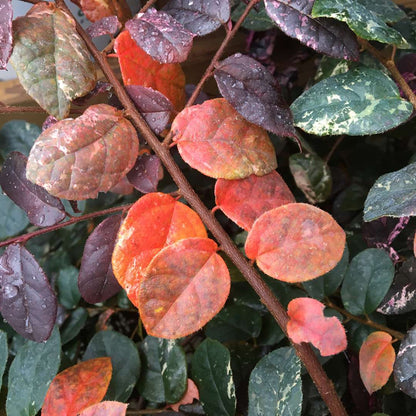 Chinese Fringe-flower - JAZZ HANDS VARIEGATED