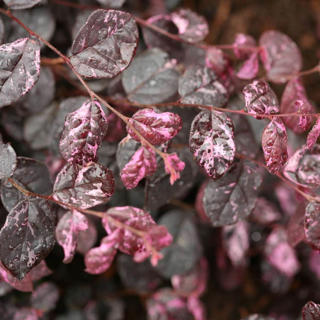Chinese Fringe-flower - JAZZ HANDS VARIEGATED