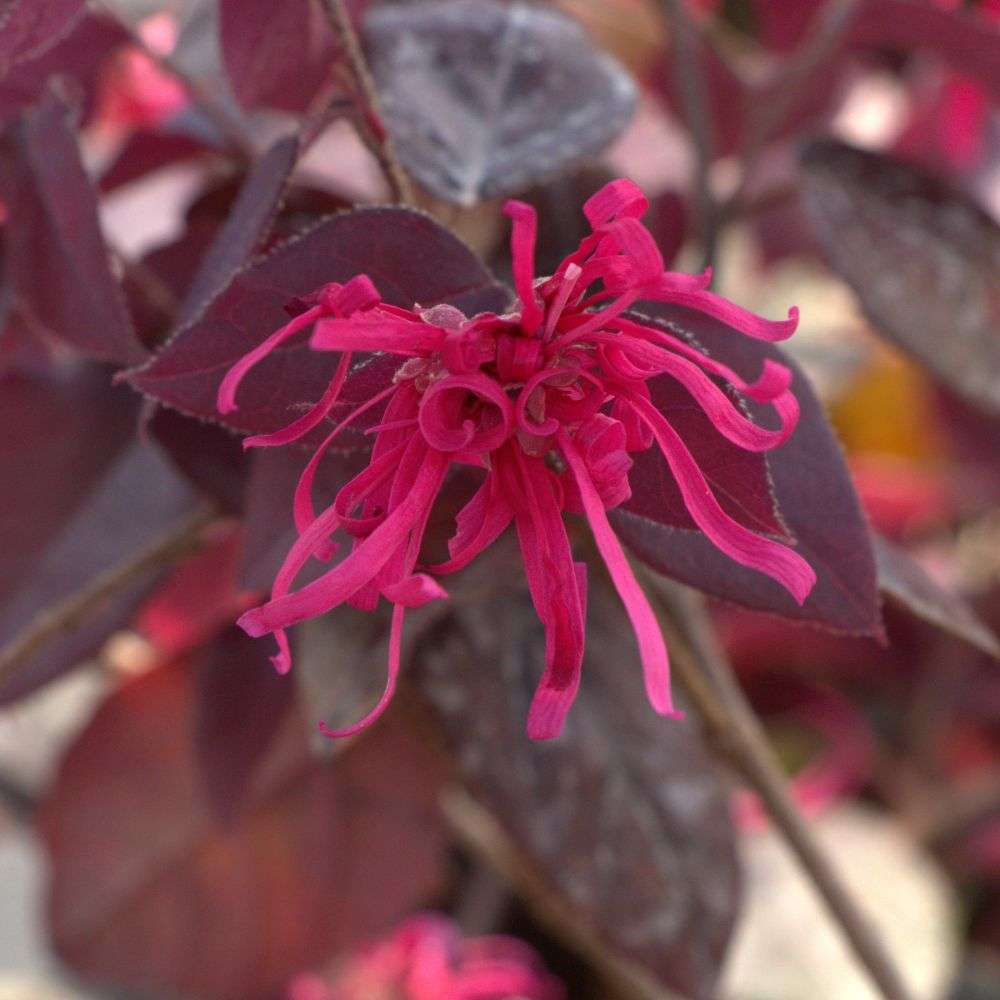 Chinese Fringe-flower - JAZZ HANDS VELVET