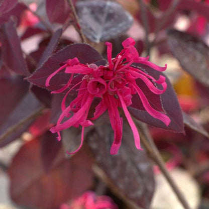 Chinese Fringe-flower - JAZZ HANDS VELVET