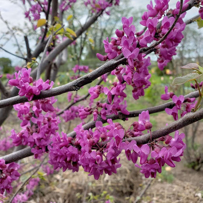 Redbud - LUSCIOUS LAVENDER