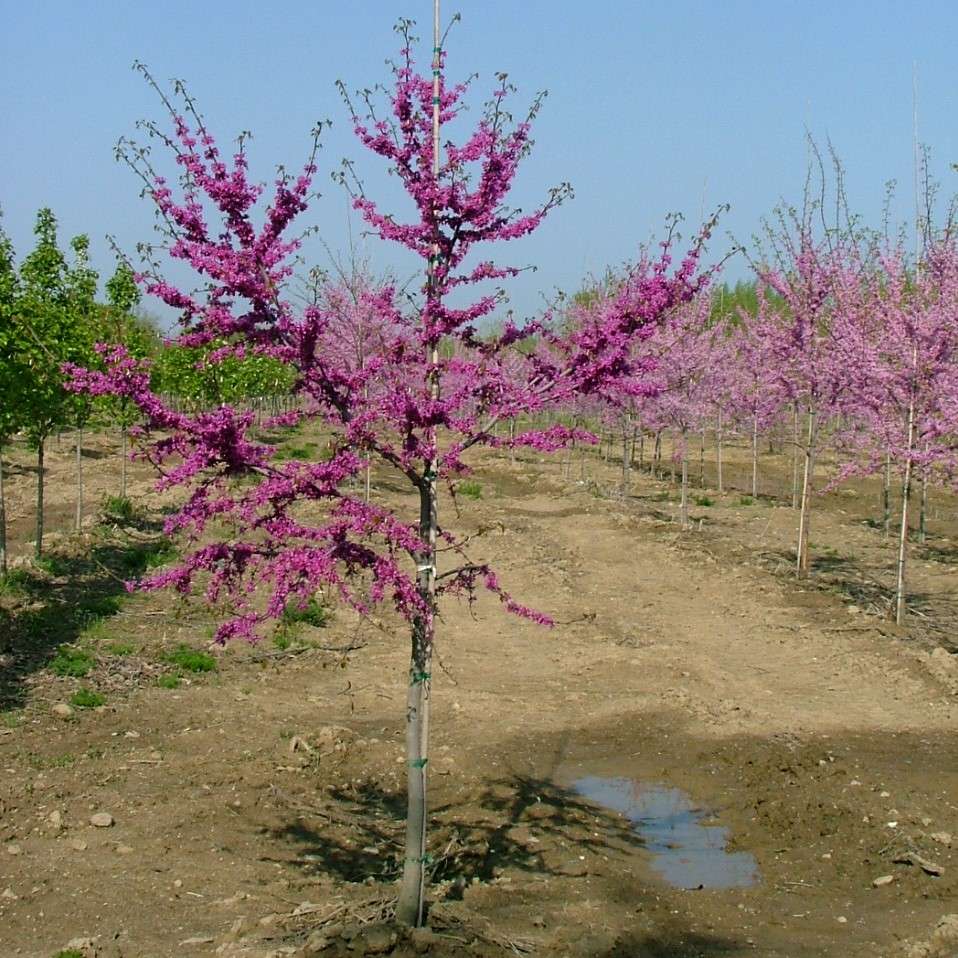Redbud - LUSCIOUS LAVENDER