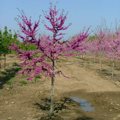 Redbud - LUSCIOUS LAVENDER