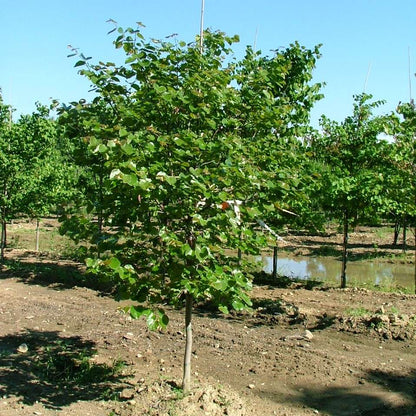 Redbud - LUSCIOUS LAVENDER