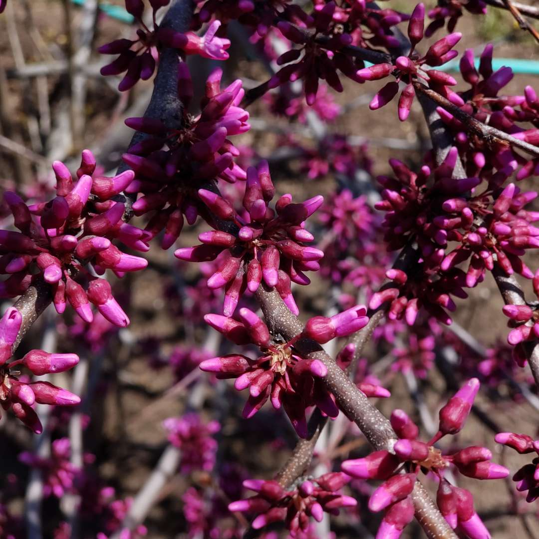 Redbud - LUSCIOUS LAVENDER