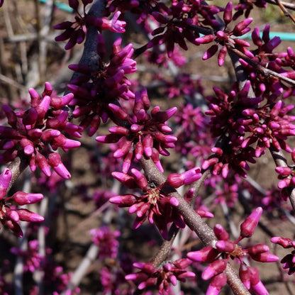 Redbud - LUSCIOUS LAVENDER