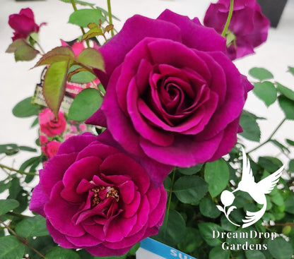 Rose - Purple Prince