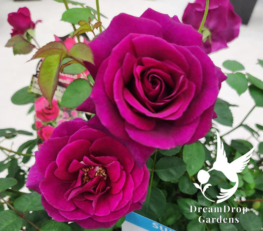 Rose - Purple Prince