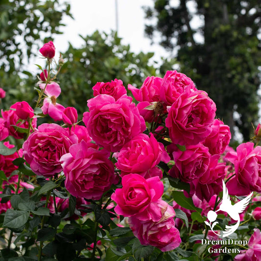 Rose - Grande Dame