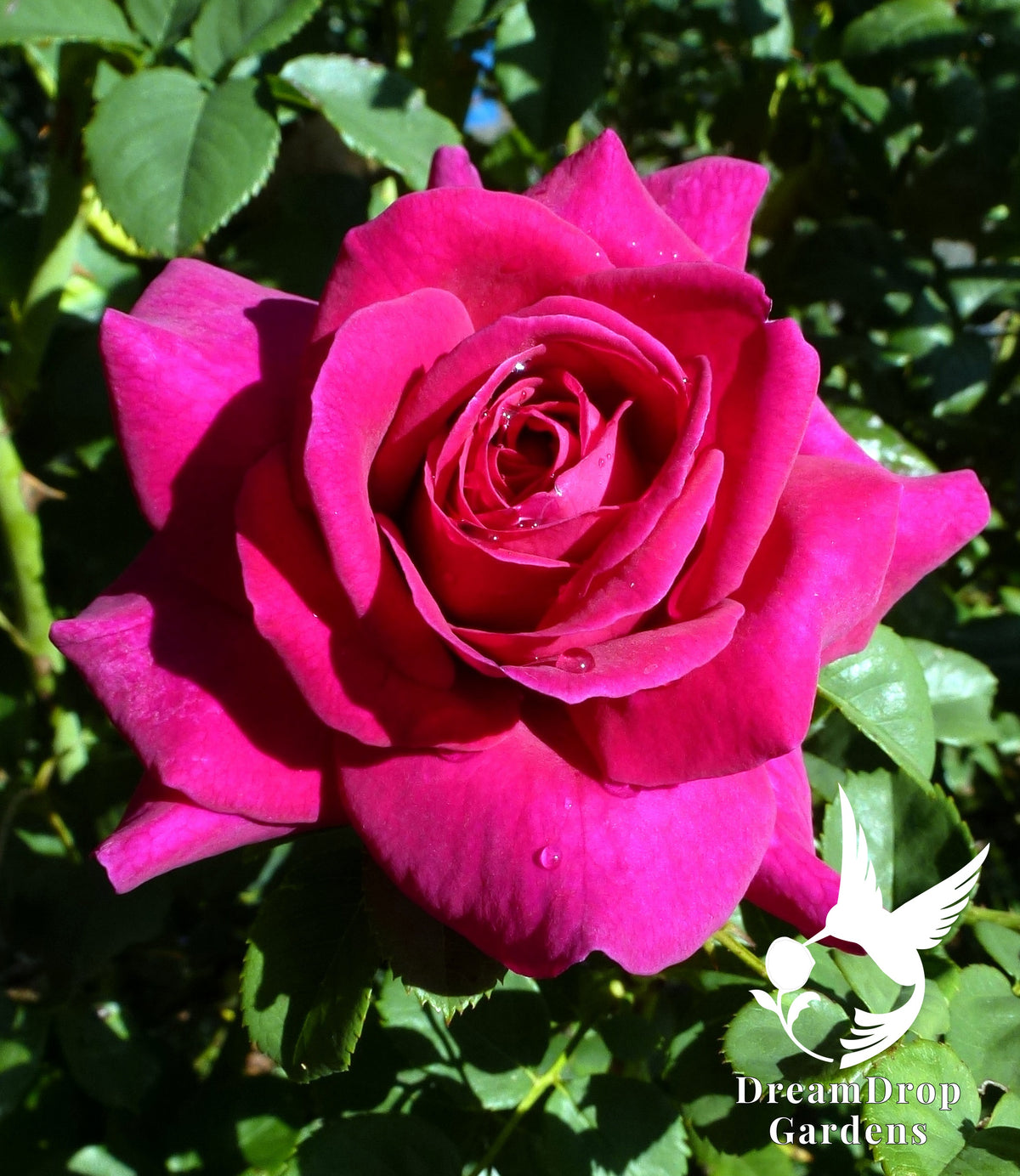 Rose - Purple Prince