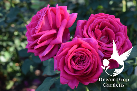 Rose - Main Attraction